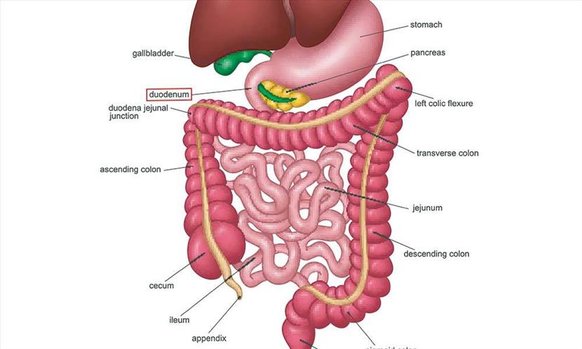 Prioritizing digestive wellness for a healthy future : Sri Ramakrishna Hospital